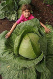 Rare Giant Russian Cabbage Seeds