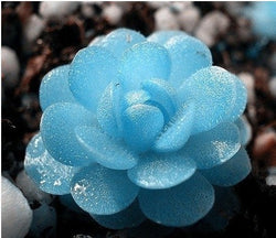 Mini Succulents Tetragonia Cool Blue Flower Seeds Lithops Pseudotruncatella