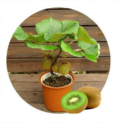Mini Kiwi Fruit seeds  Bonsai Plants Original Thailand