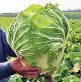 Rare Giant Russian Cabbage Seeds