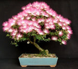 Albizia Mimosa Silk  Flower  seeds